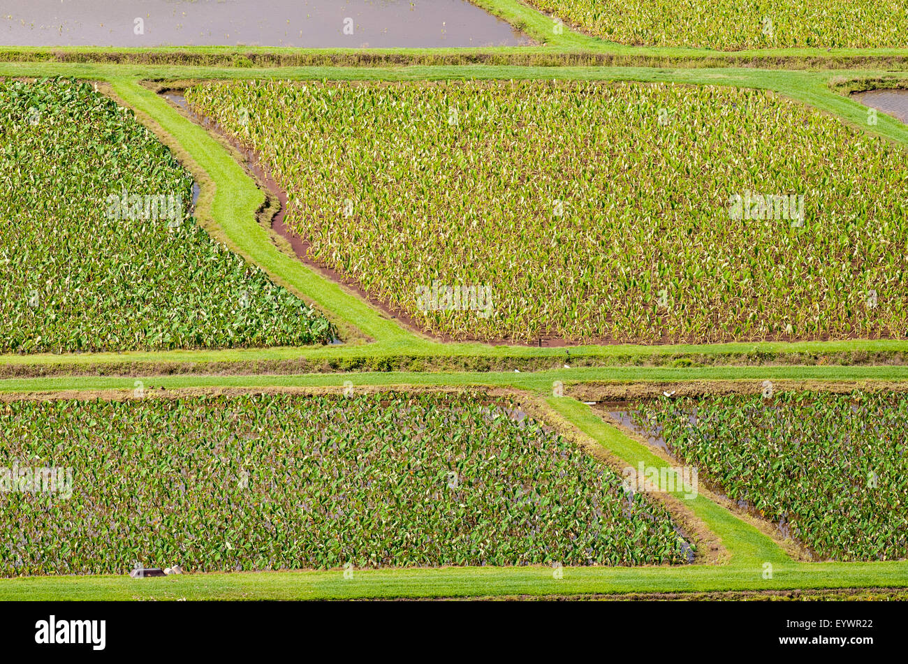 Dans les champs de taro National Wildlife Refuge, Hanalei Hanalei Valley, Kauai, Hawaii, États-Unis d'Amérique, du Pacifique Banque D'Images