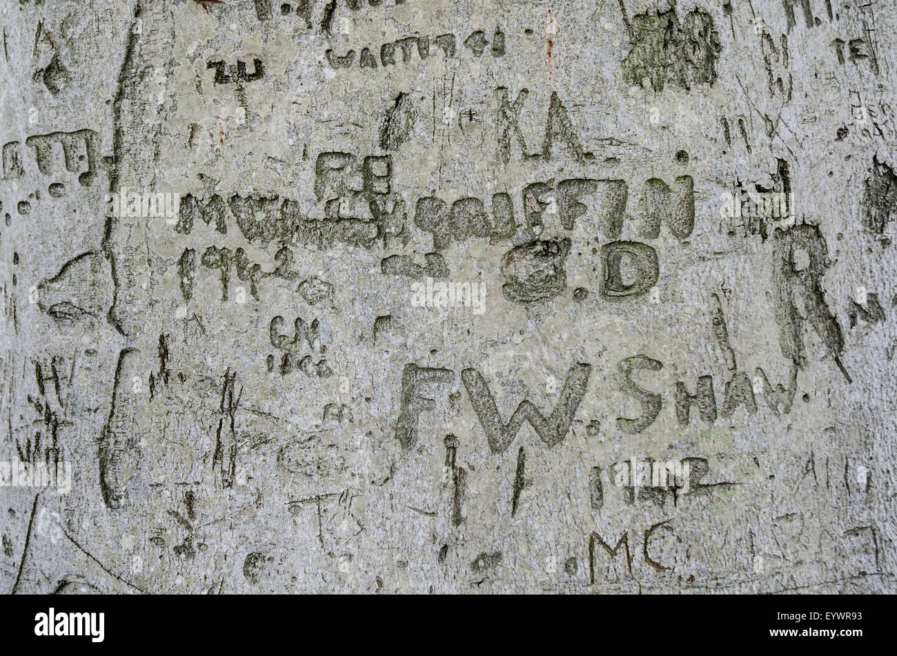 Messages d'amour de guerre sculptée dans le tronc de l'arbre sur Blickling estate Norfolk Banque D'Images