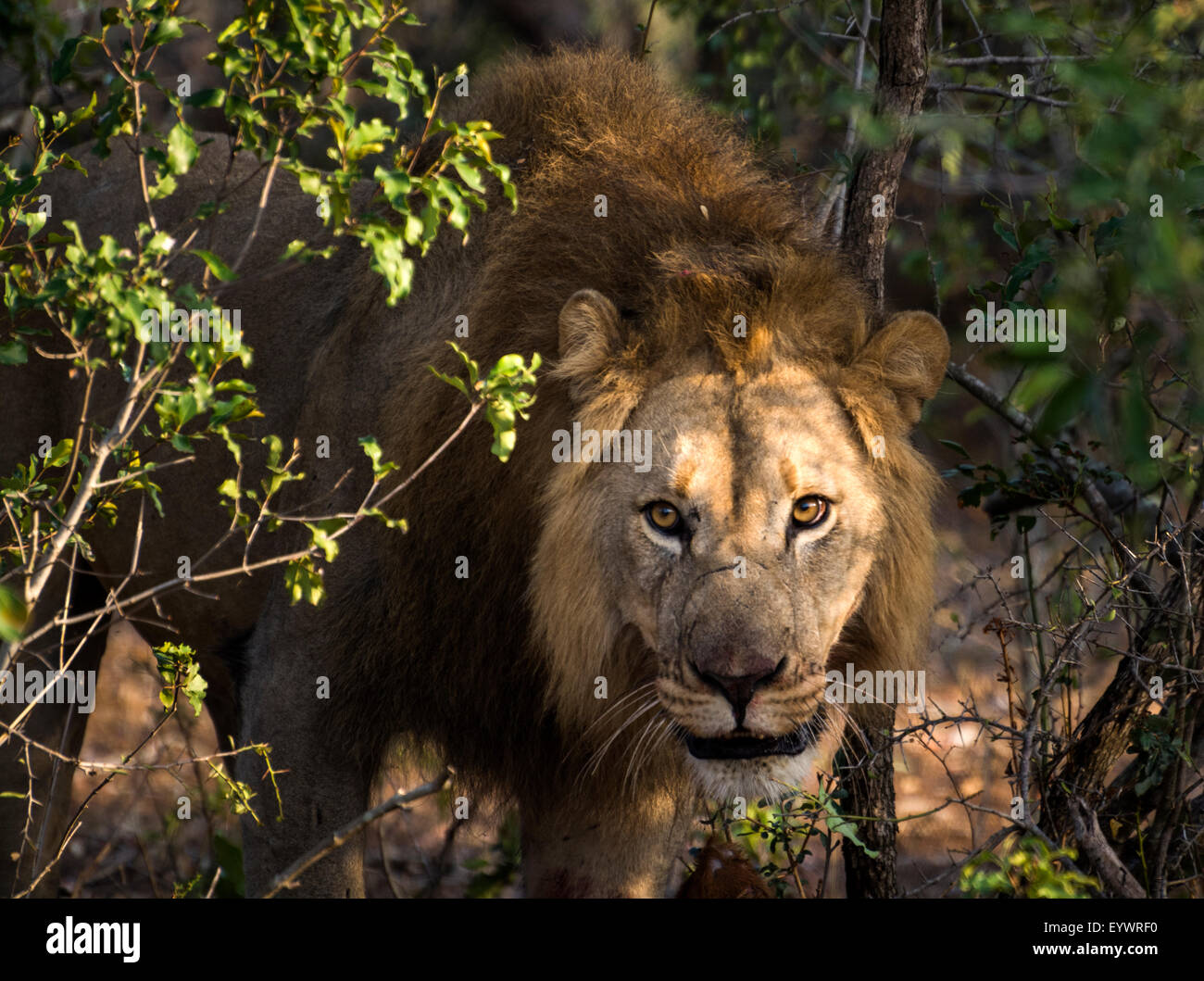 African Lion mâle avec des carcasses de Nyala dans une réserve de chasse au KwaZulu Natal, Afrique du Sud Banque D'Images