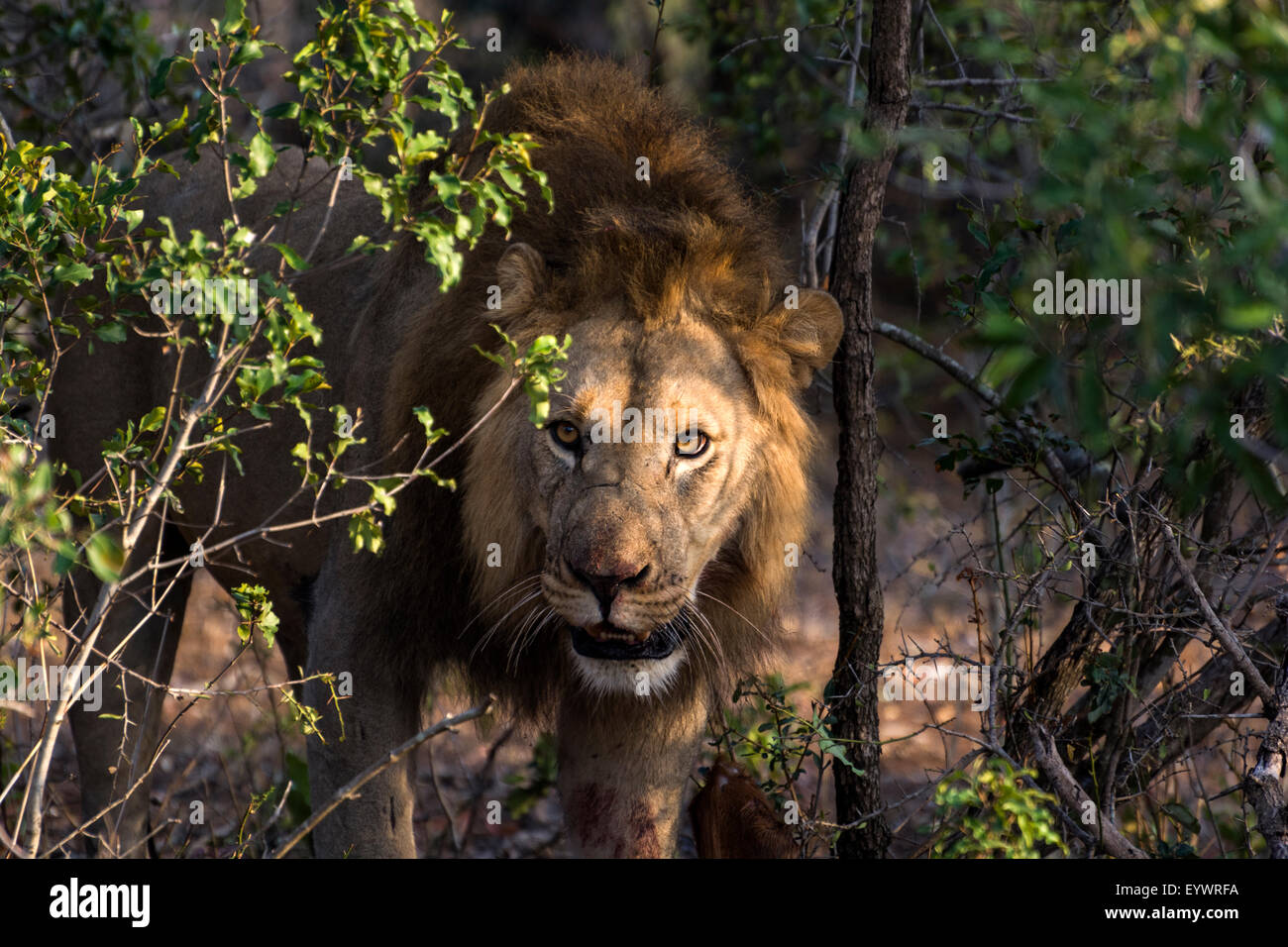 African Lion mâle avec des carcasses de Nyala dans une réserve de chasse au KwaZulu Natal, Afrique du Sud Banque D'Images