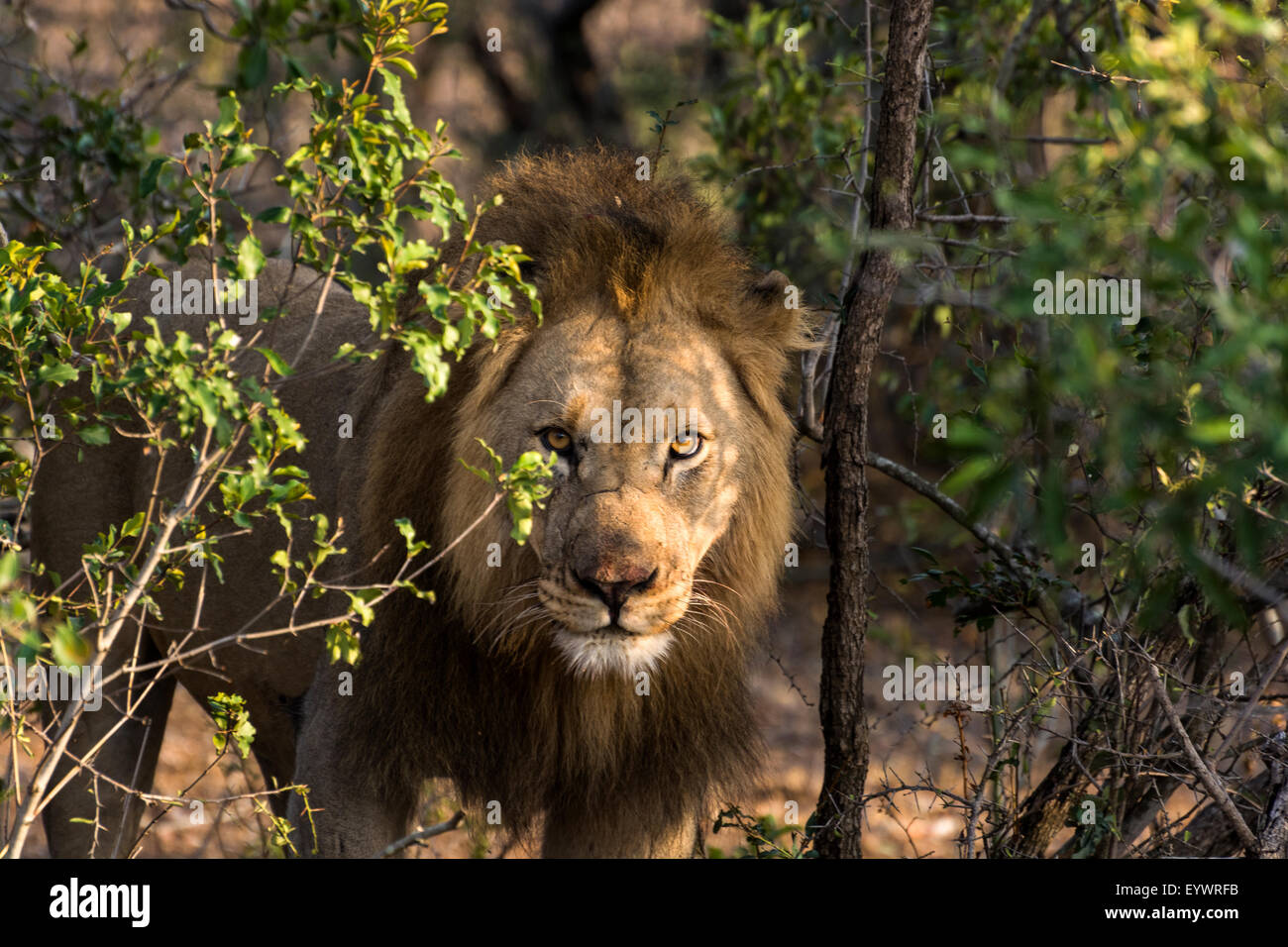 African Lion mâle sort de la brousse dans une réserve de chasse au KwaZulu Natal, Afrique du Sud Banque D'Images