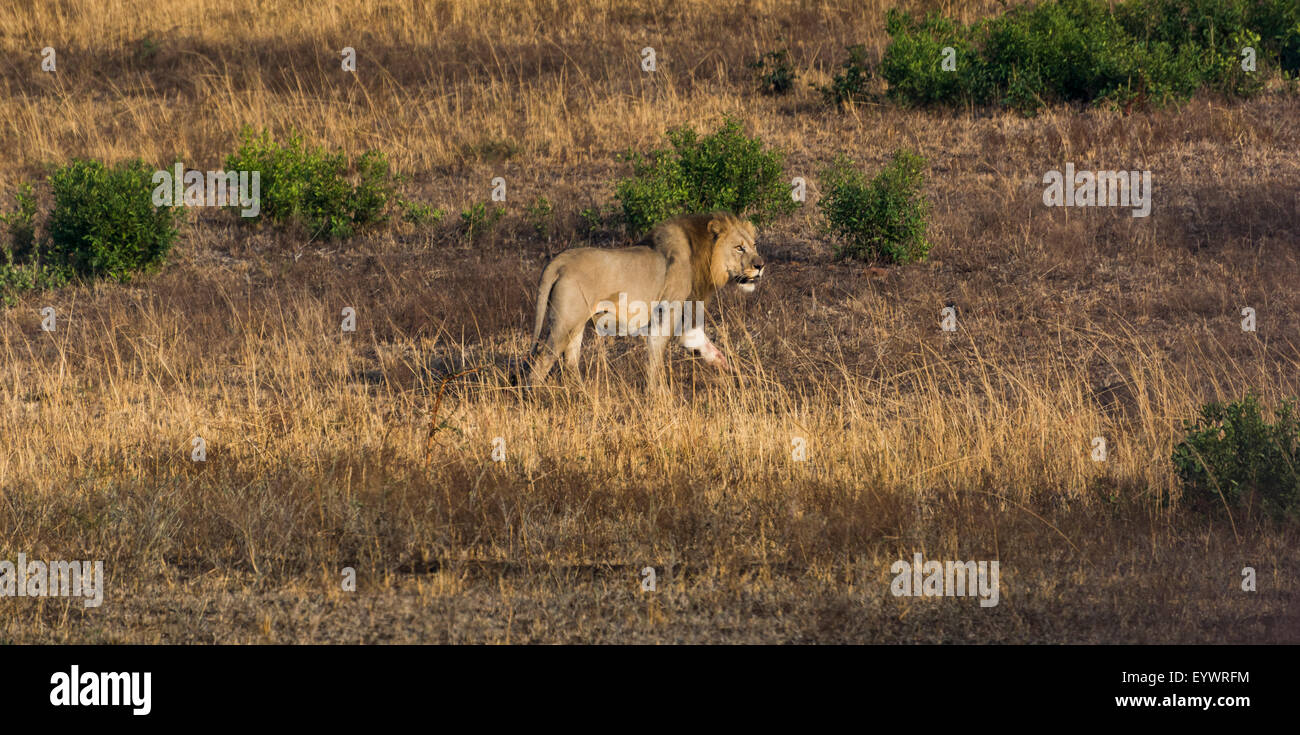 African Lion mâle de marcher à travers la plaine dans une réserve de chasse au KwaZulu Natal, Afrique du Sud Banque D'Images