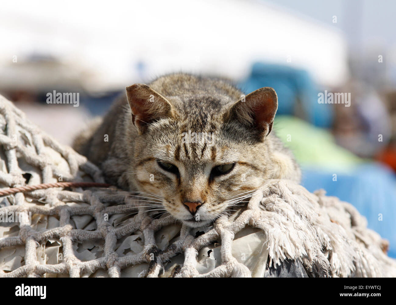 Chat posant sur filet de pêche, le port d'Essaouira, Maroc Banque D'Images