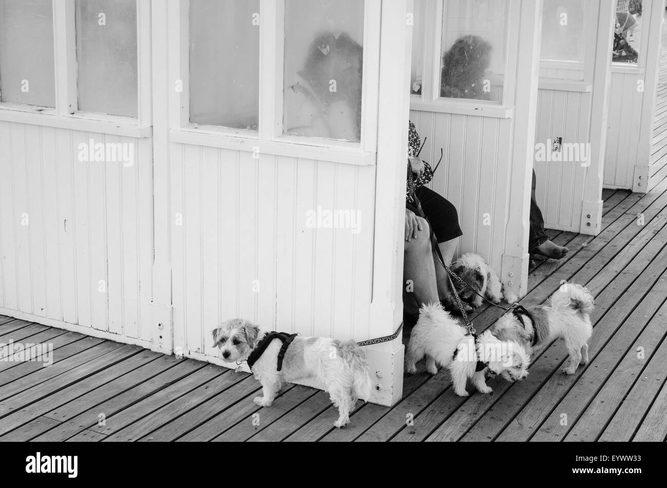 Les chiens en jetée de Cromer Banque D'Images
