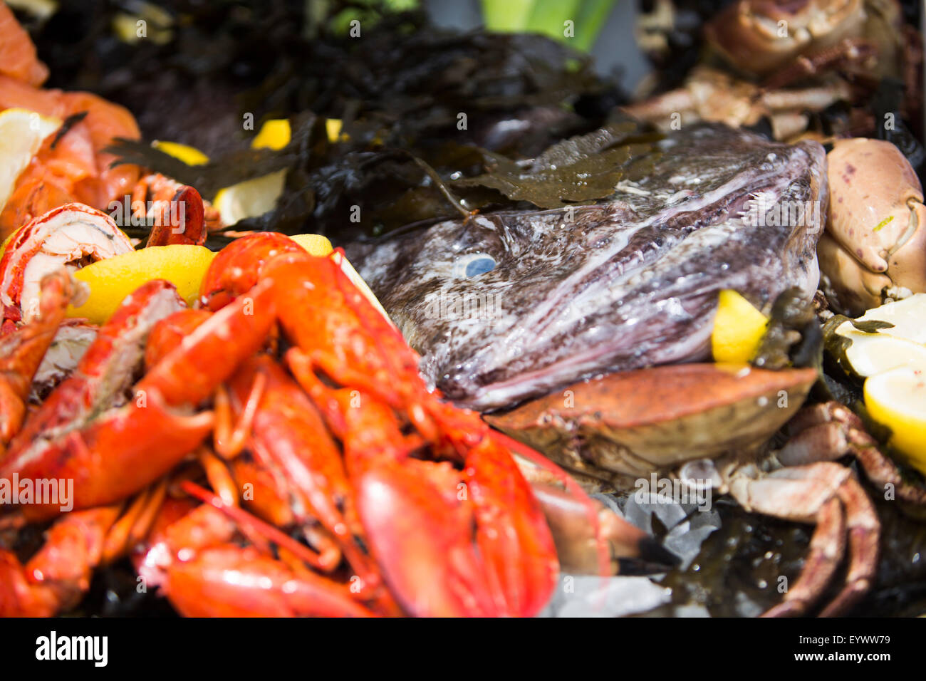 À partir de détails plateau de fruits de mer. De lotte au saumon fumé, du homard, du crabe, des algues et des quartiers de citron. Banque D'Images