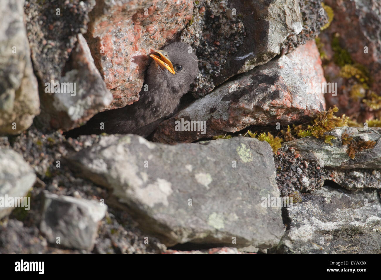 Starling (Sternus vulgaris). Jeune, 22 ans, en attente d'un parent d'apporter de la nourriture, à l'imbrication trou dans un mur de pierre. Banque D'Images