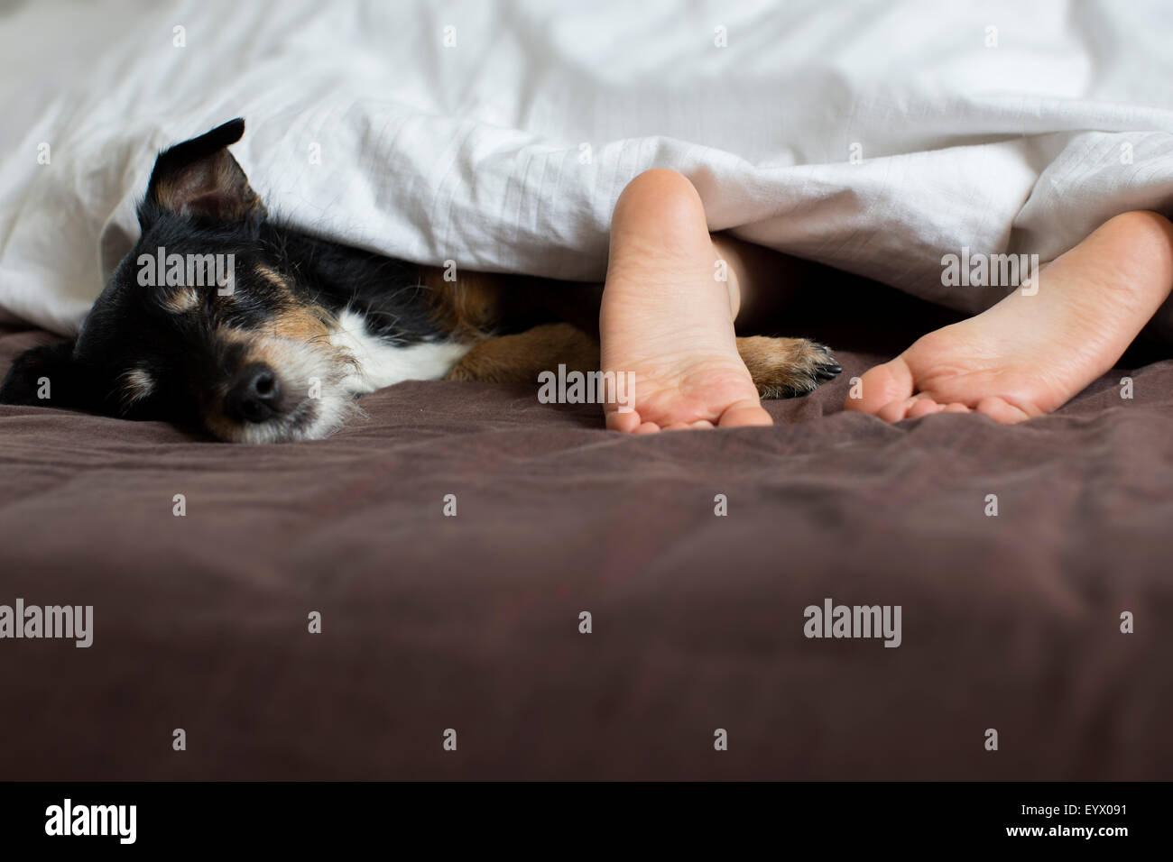 Enfant endormi avec chien dans le lit. Banque D'Images