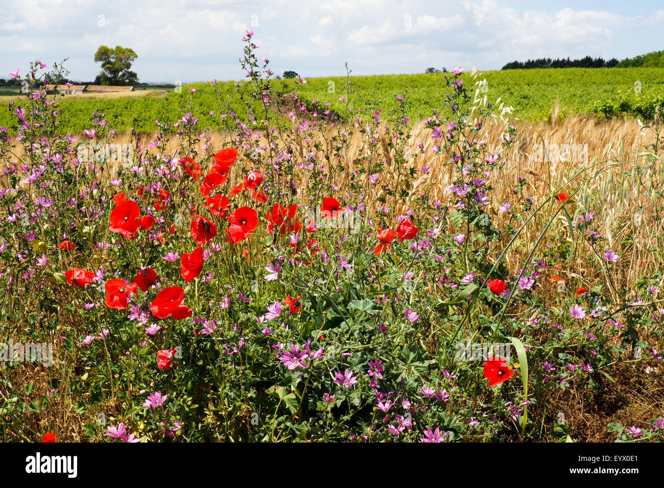 Coquelicots et marguerites sauvages dans l'avant-plan et d'un vignoble dans l'arrière-plan. Banque D'Images