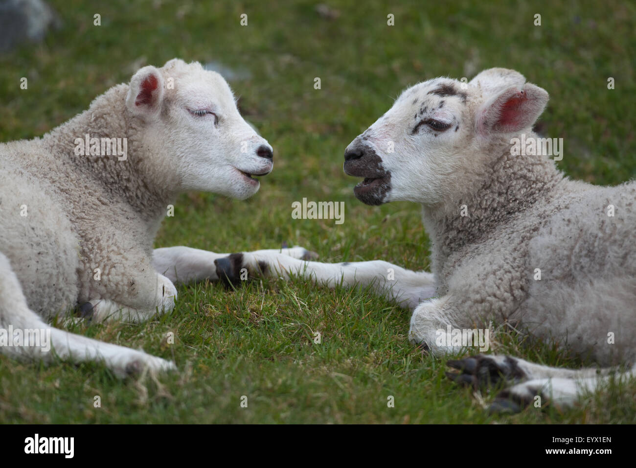 Les moutons. Lits Texel cross agneaux, 'mâchant le cud'. Mai. Iona. L'Écosse. Banque D'Images