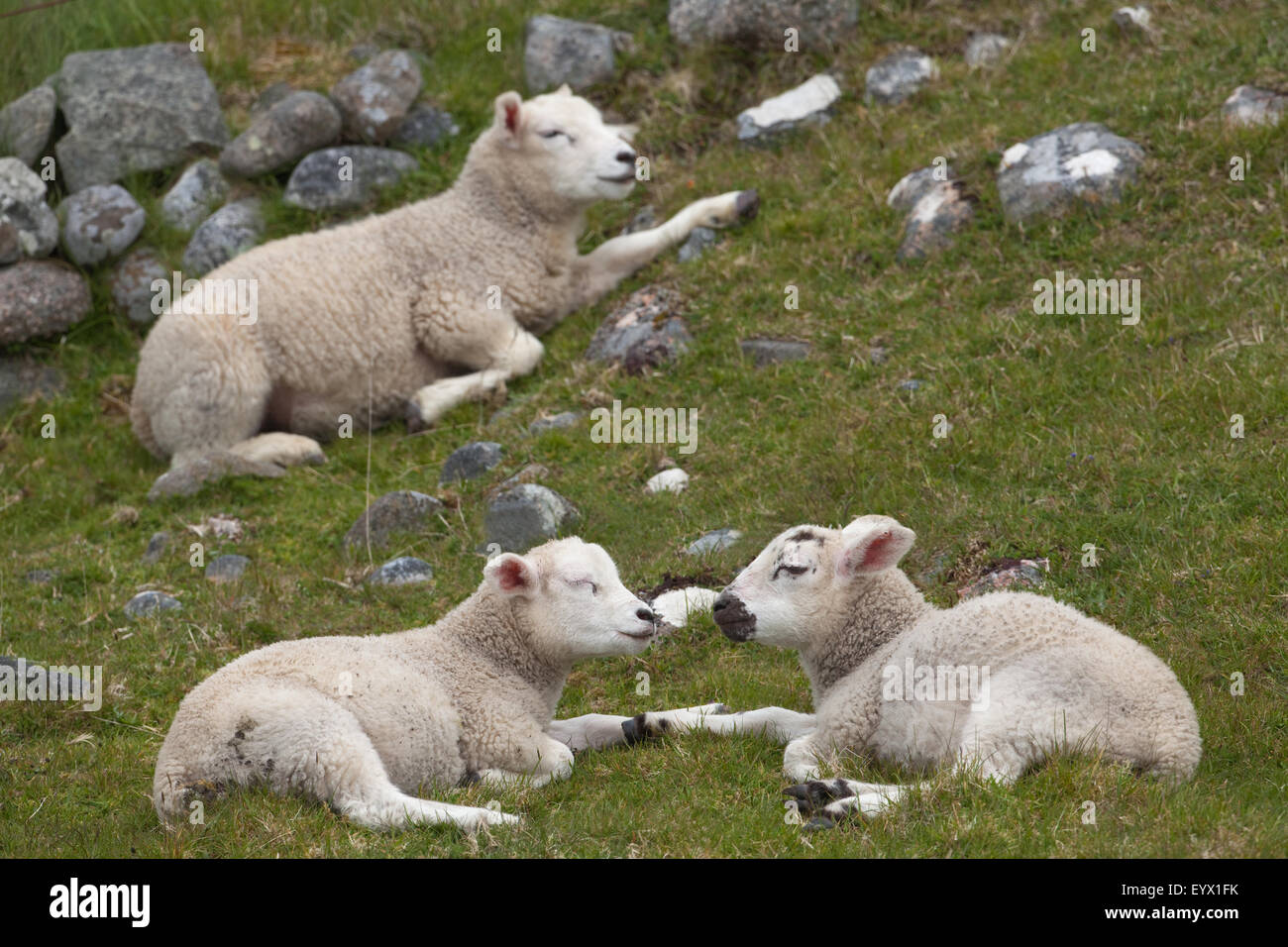 Les moutons. Trois agneaux sevrés Texel cross, 'mâchant le cud'. Mai. Iona. L'Écosse. Banque D'Images