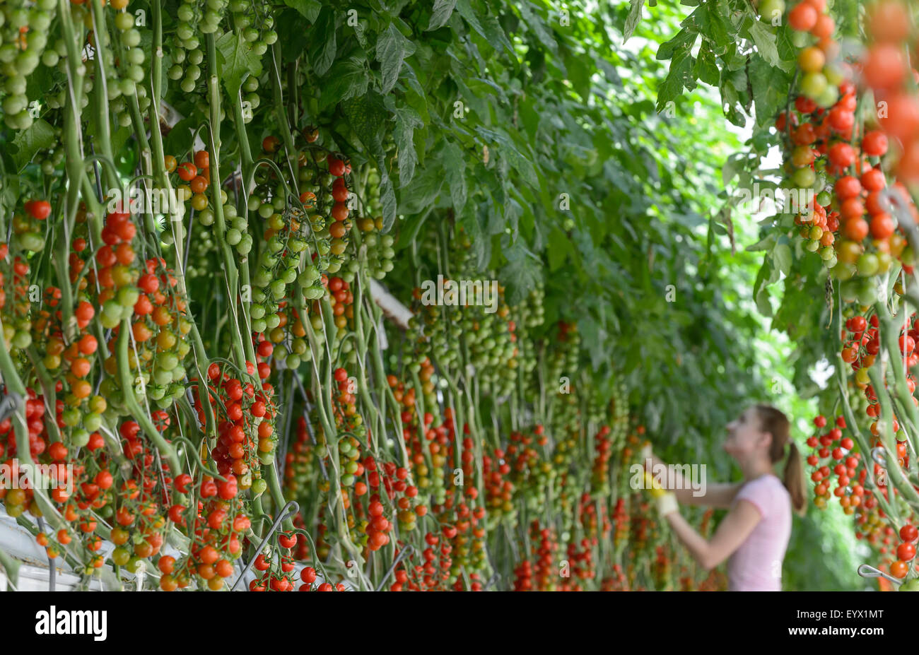La Tomates cultivées dans d'immenses serres dans la campagne du Worcestershire. Les tomates sont cueillies et avaient tendance à par les travailleurs immigrés saisonniers Banque D'Images