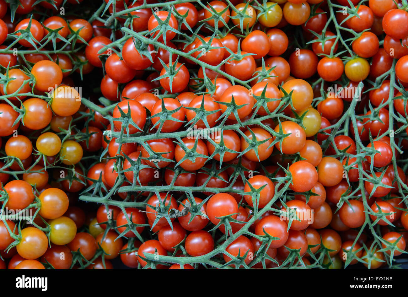 Une caisse de la vigne tomates cultivées dans une immense serre serre/ dans la campagne du Worcestershire. Banque D'Images