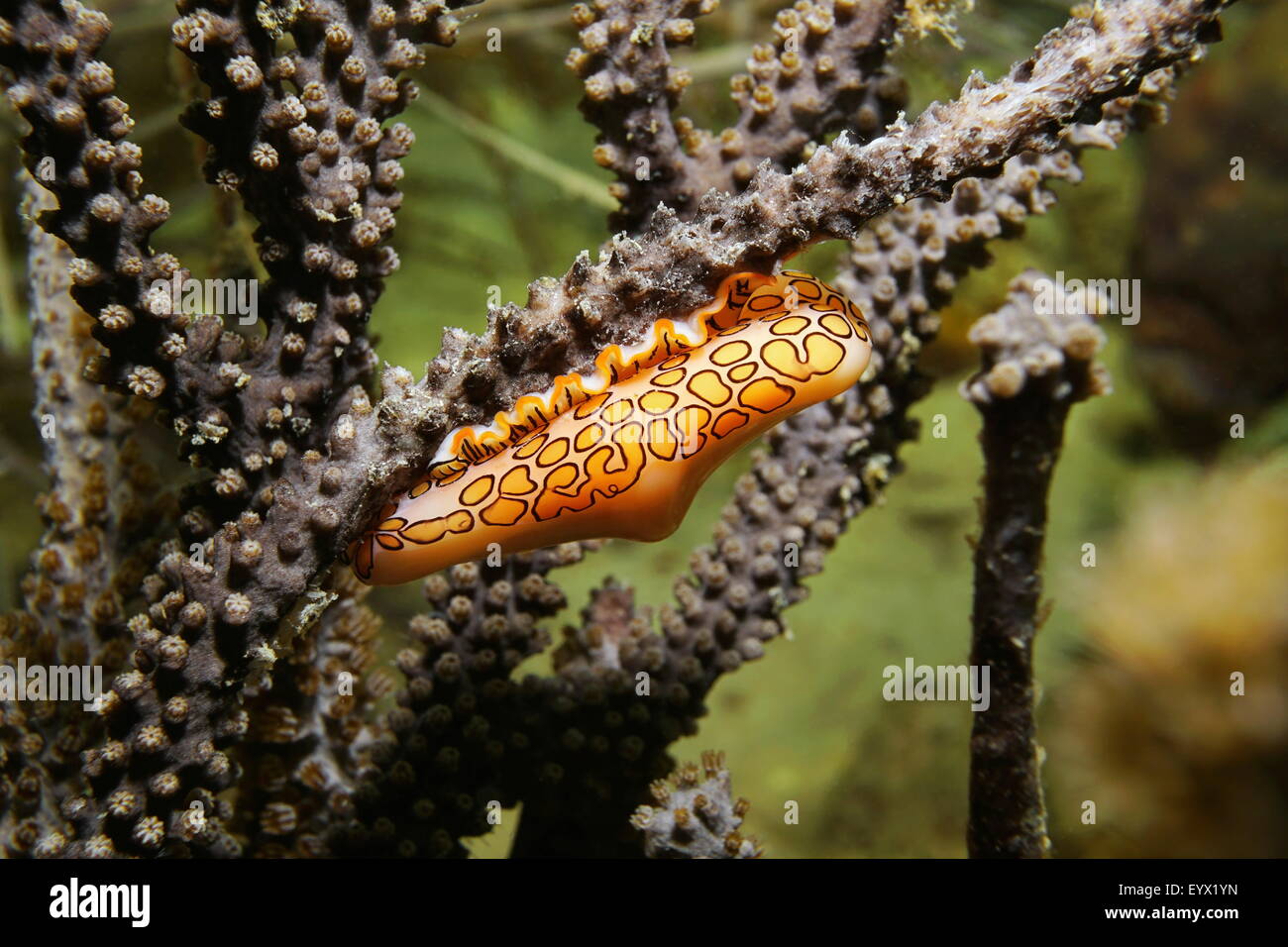 Une langue flamingo escargot, Cyphoma gibbosum, sur la plume des coraux dans la mer des Caraïbes Banque D'Images