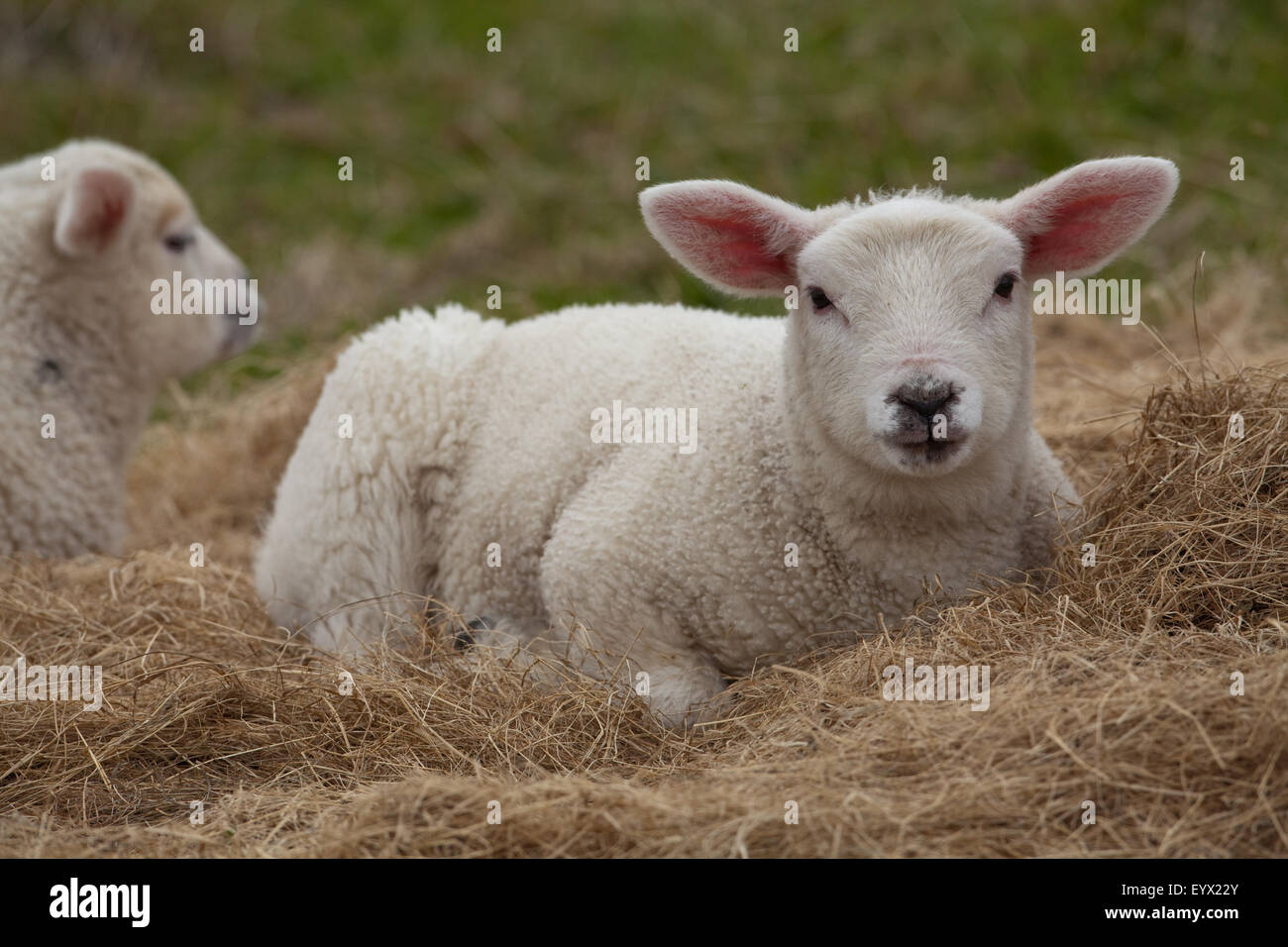 L'Agneau de Texel (Ovis aries). La race de moutons. Banque D'Images