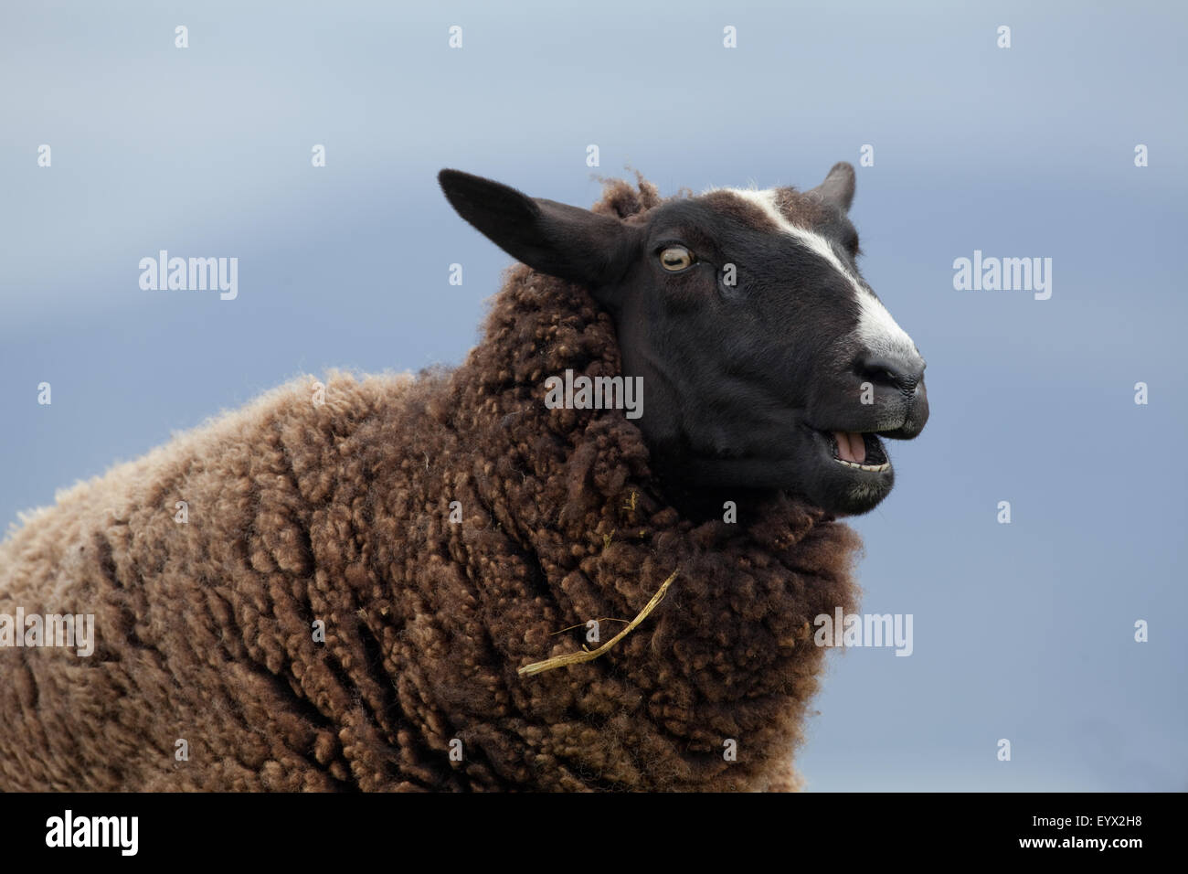 Swartbles de moutons. 'Mâchant le cud'. Race domestique originaire de la Frise, région du nord des Pays-Bas. Iona, Ecosse. Banque D'Images