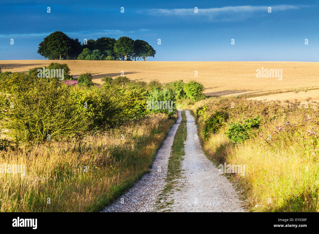 Les nuages de tempête sur le brassage Ridgeway long distance path dans le Wiltshire. Banque D'Images