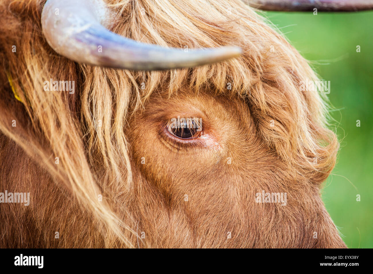 Gros plan de la tête d'une vache Highland, Bos taurus. Banque D'Images