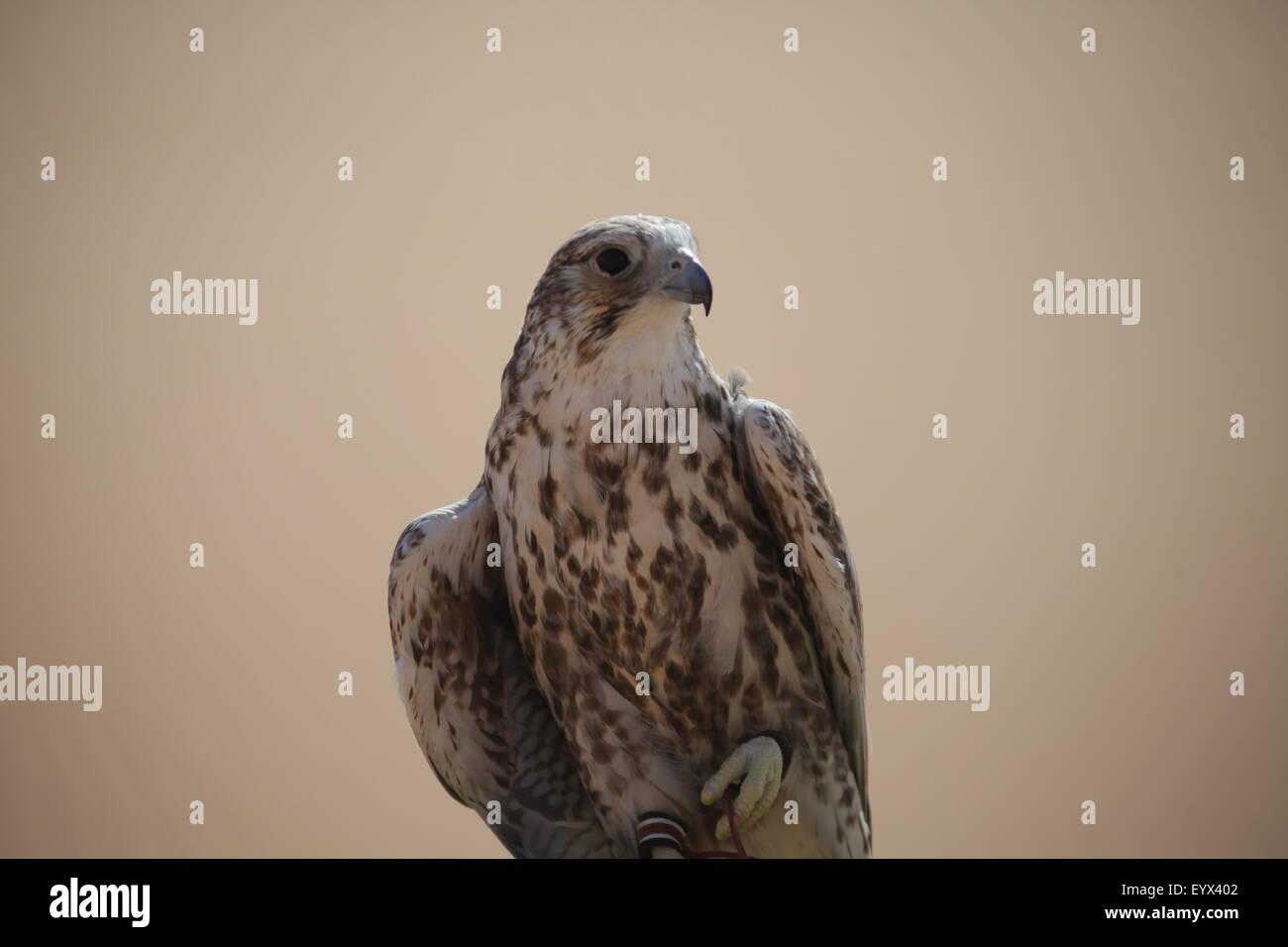 Eagle oiseaux dans le désert Banque D'Images