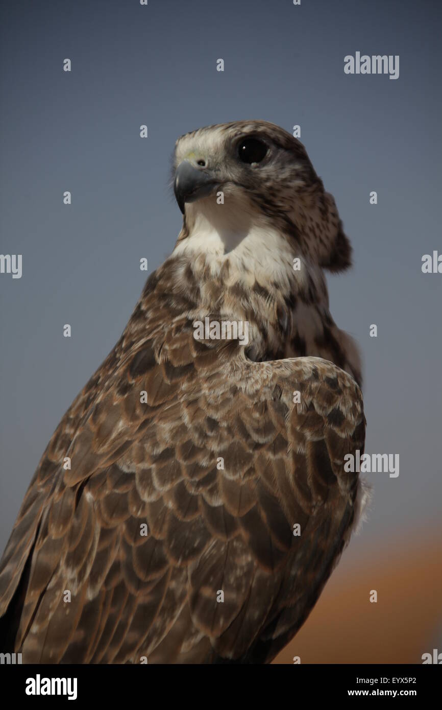 Eagle oiseaux dans le désert Banque D'Images