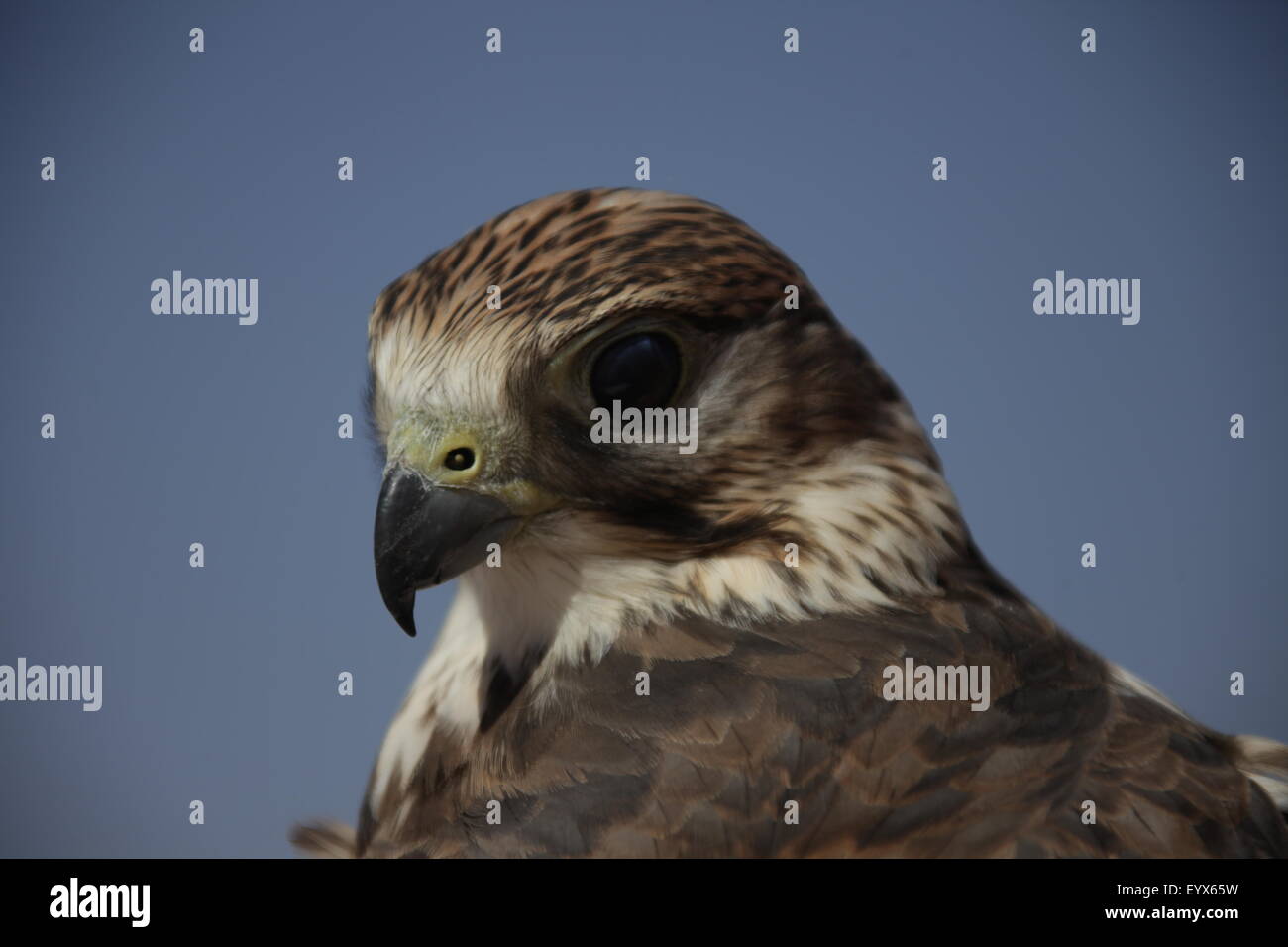 Eagle oiseaux dans le désert Banque D'Images