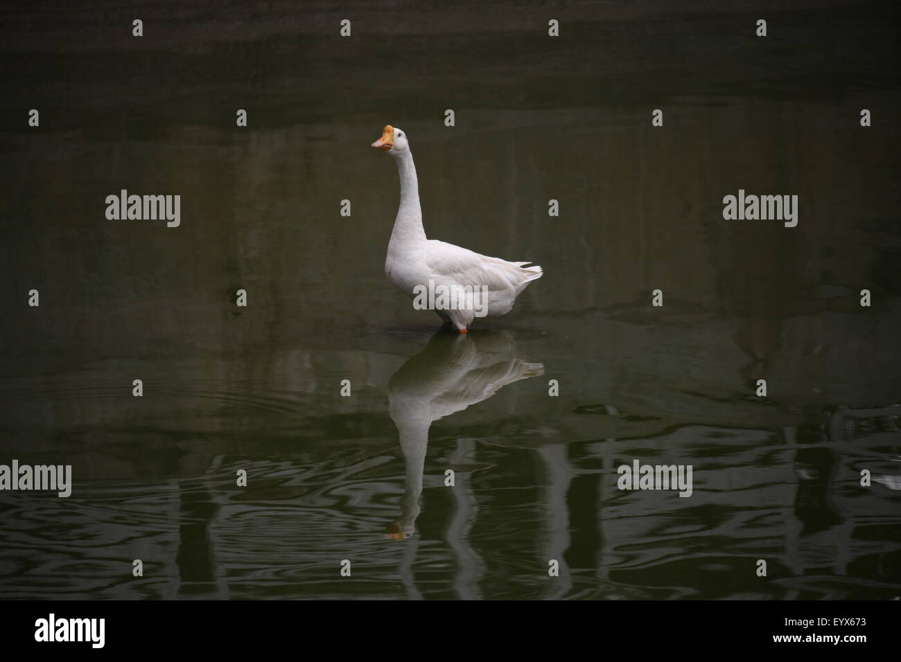 Canards dans l'eau Banque D'Images