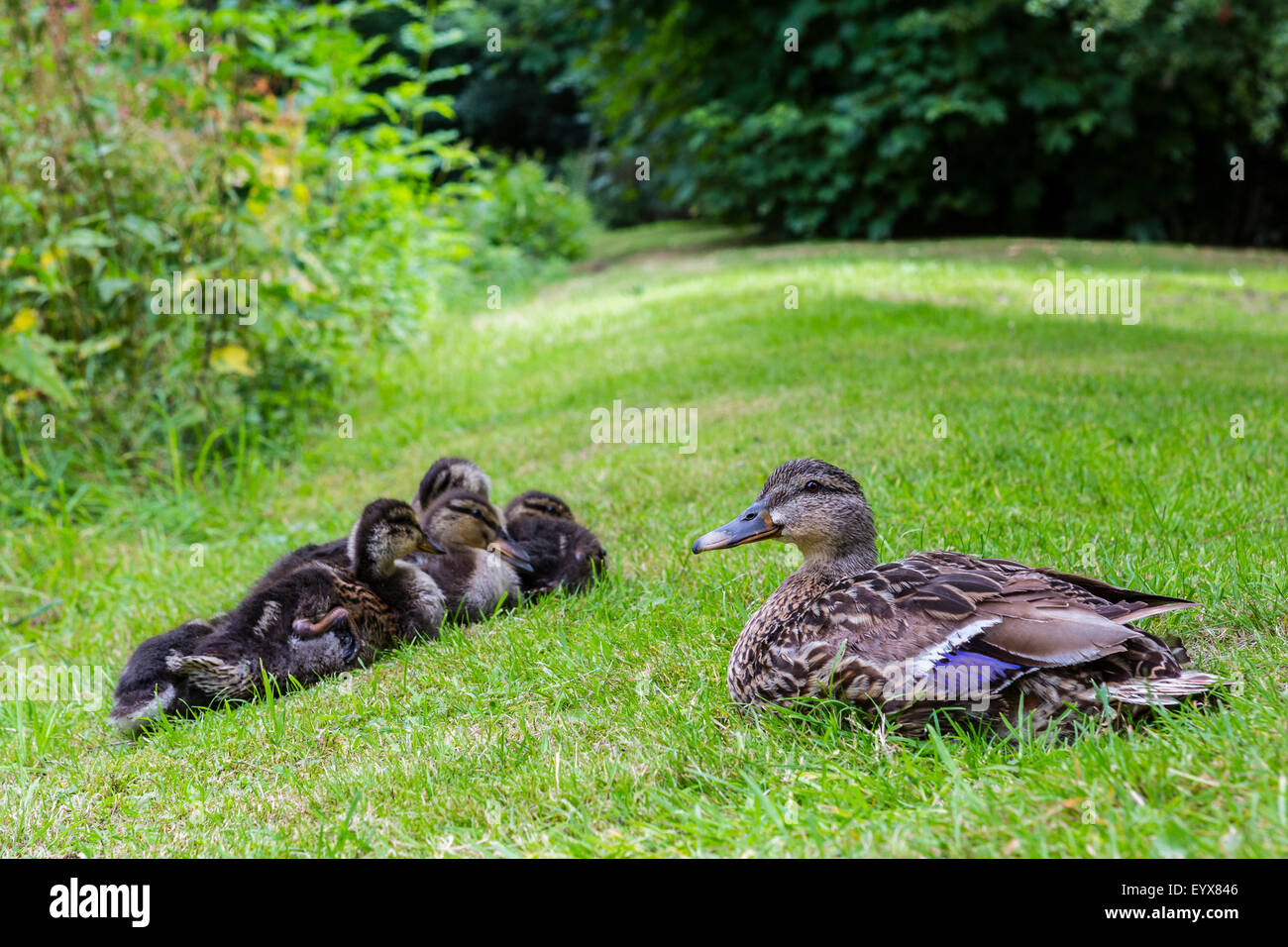 Canard colvert femelle et sa couvée de canetons à l'abbaye Valle Crucis Banque D'Images