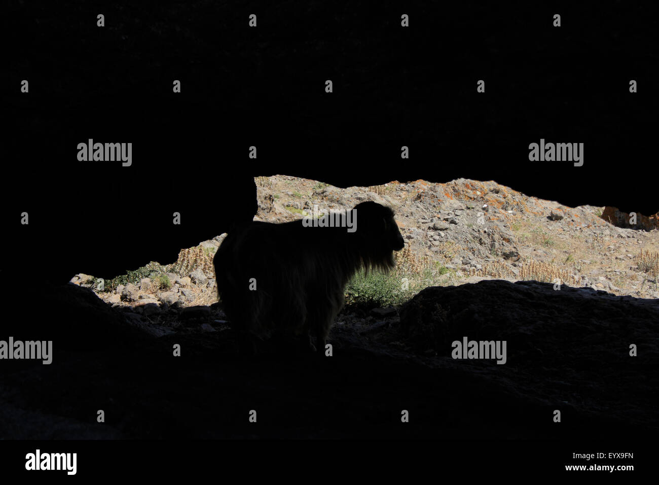 La silhouette du bouc sous une roche cavité dans le château de Myrina. Lemnos, Grèce Banque D'Images