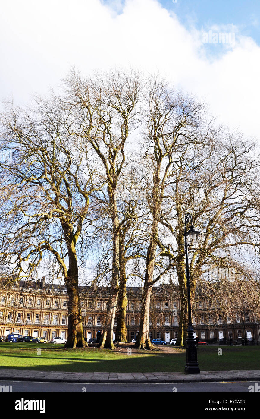 Arbres d'hiver en face du Royal Circus, Baignoire Banque D'Images