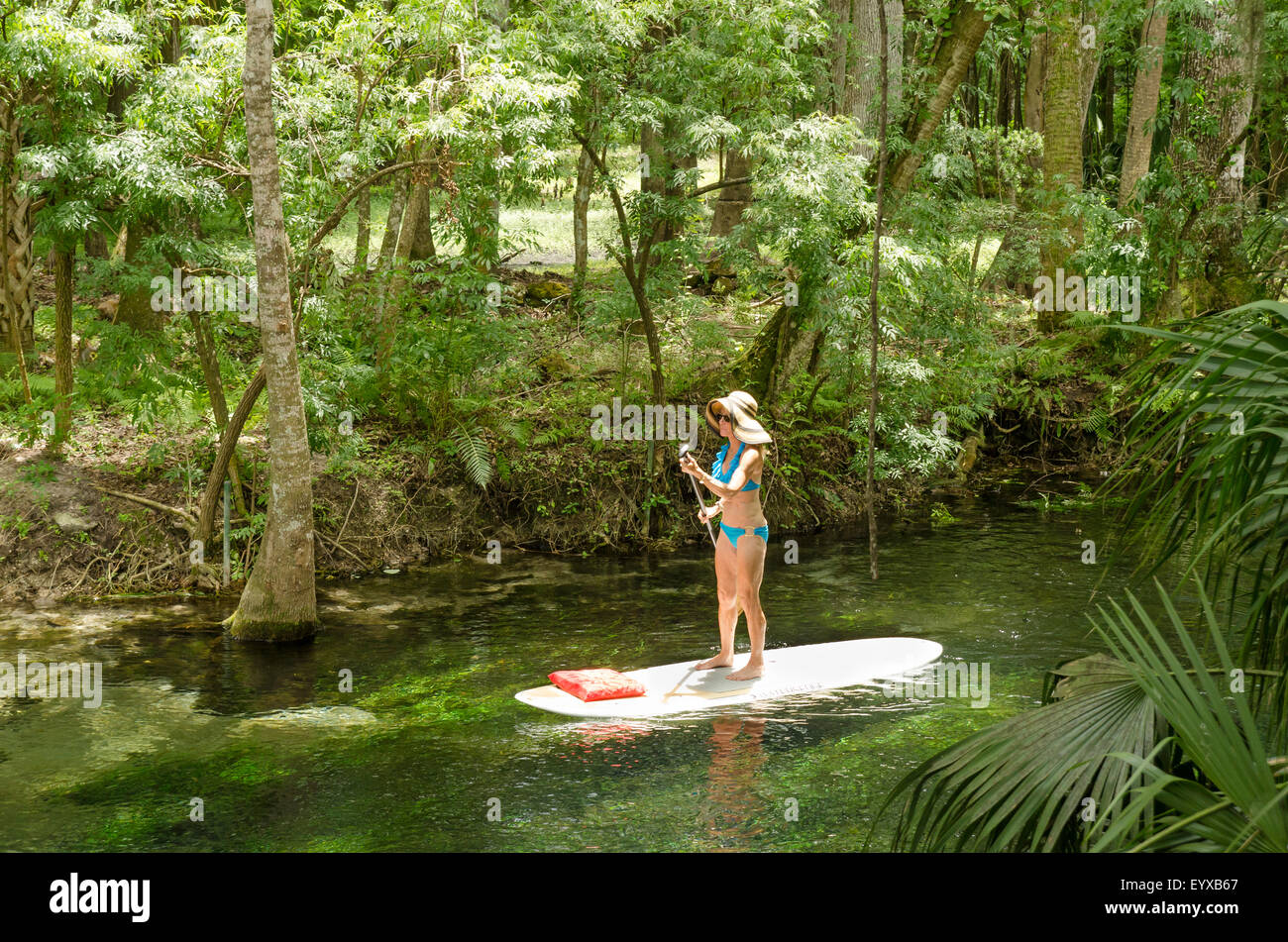 Paddle boarder sur la rivière d'argent, Ocala en Floride. Banque D'Images