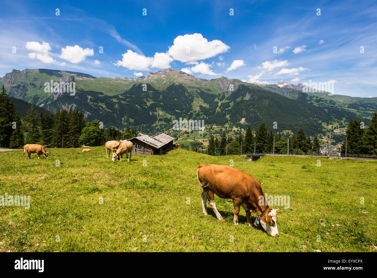 Les vaches suisses dans les alpes Banque D'Images