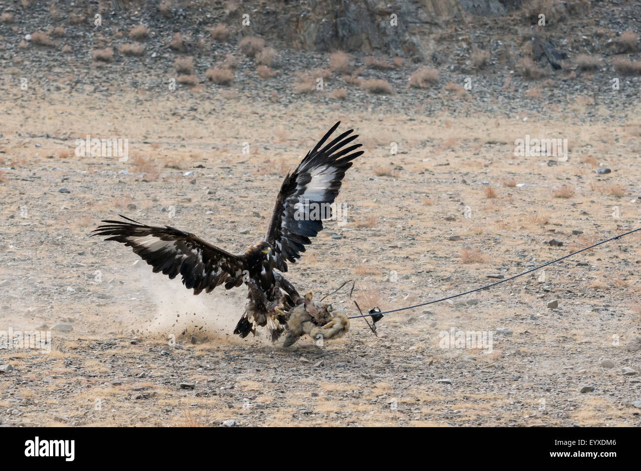 Golden Eagle de la capture d'un fox peau tirée par un chasseur sur un cheval, Eagle Festival, Olgii, l'ouest de la Mongolie Banque D'Images