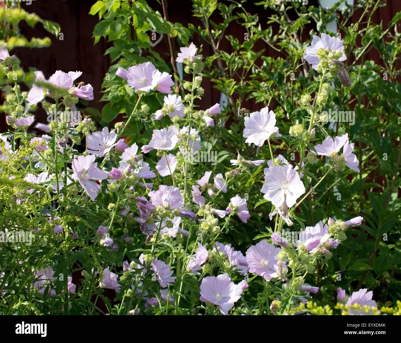 Floraison de fleurs rose rosemallow en plein soleil en Suède en août. Banque D'Images