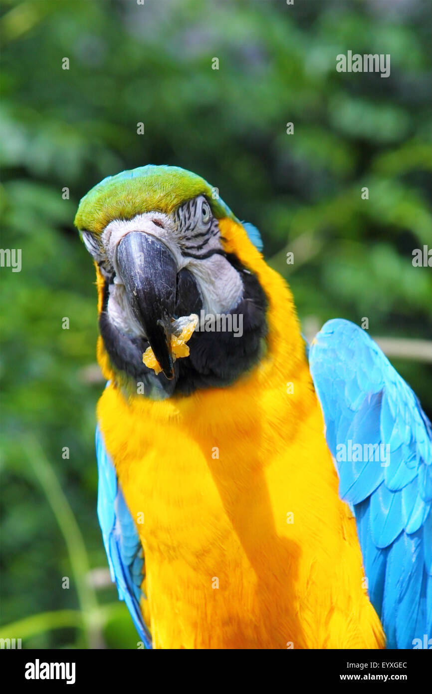 Blue and Gold macaw / Ara ararauna de manger le déjeuner dans le centre de l'oiseau près de Cambernauld, Ecosse Banque D'Images