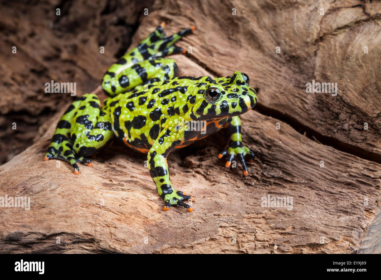 Feu Oriental-bellied toad, Bombina orientalis Banque D'Images