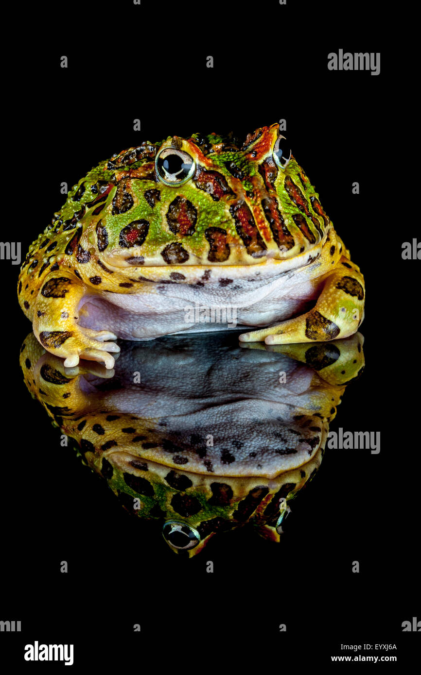 La grenouille cornue d'Argentine, Ceratophrys ornata Banque D'Images