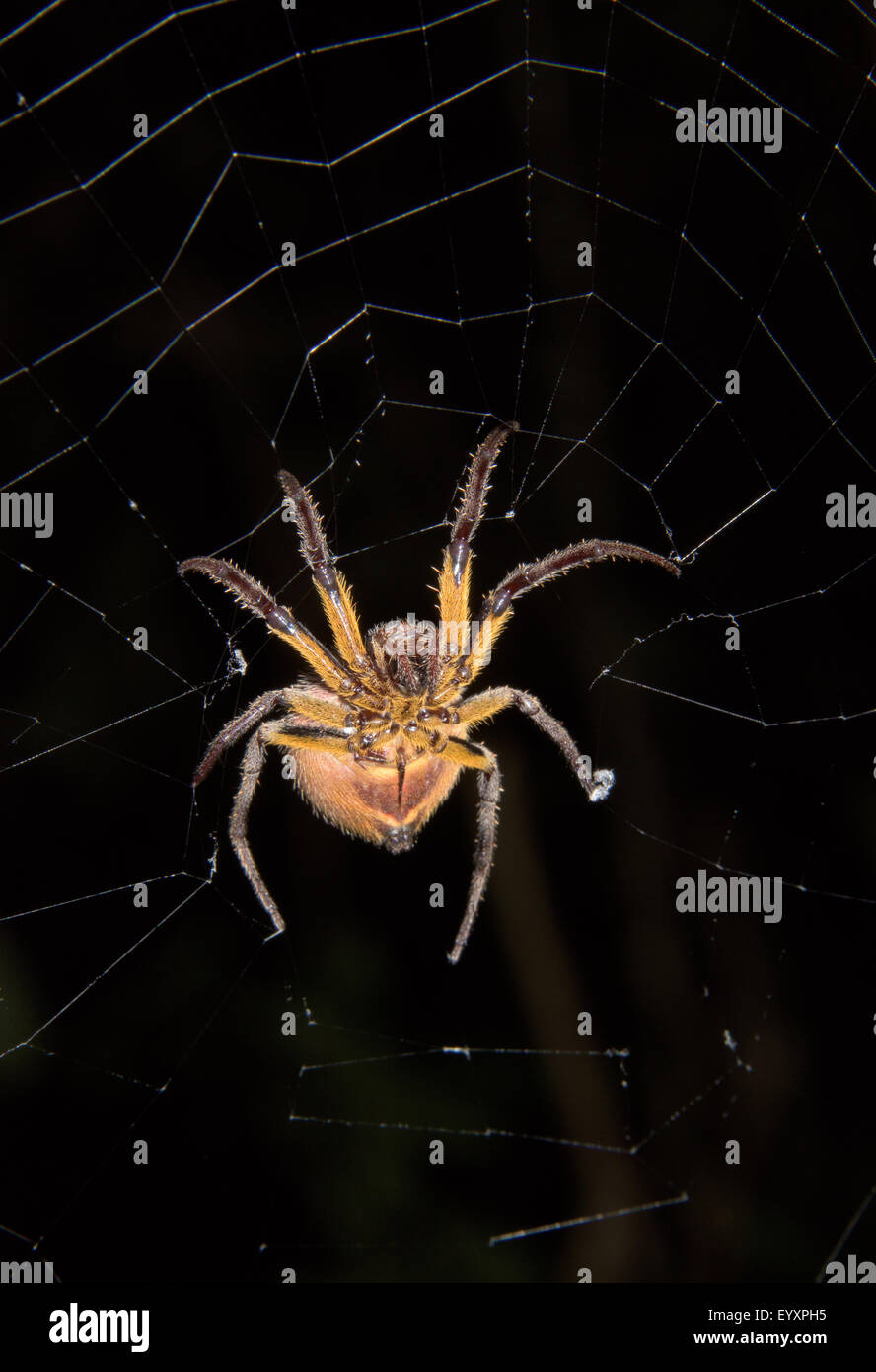 Orb weaver tropicaux (Eriophora ravilla) dans son site web, Parque Nacional del Manu, région de Madre de Dios, Pérou Banque D'Images