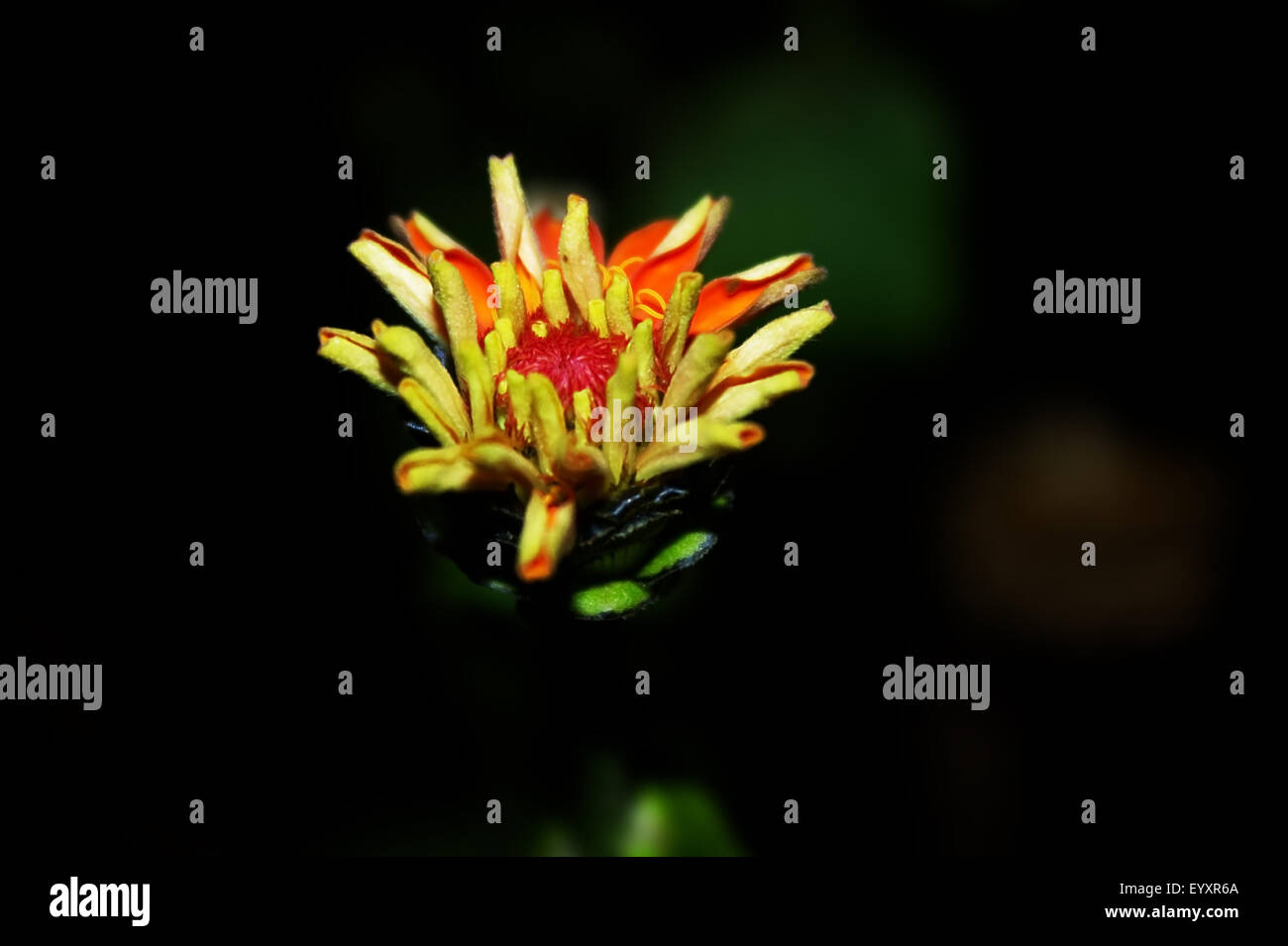 Zinnia Bud Close Up Banque D'Images