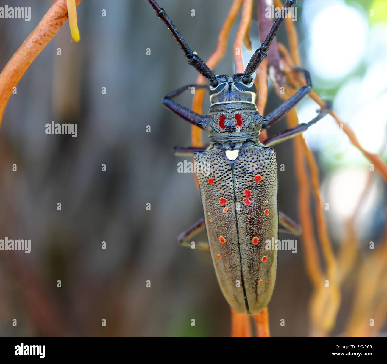 Agrile du arbres. Mango Tree Borer. Fig Tree Borer Banque D'Images