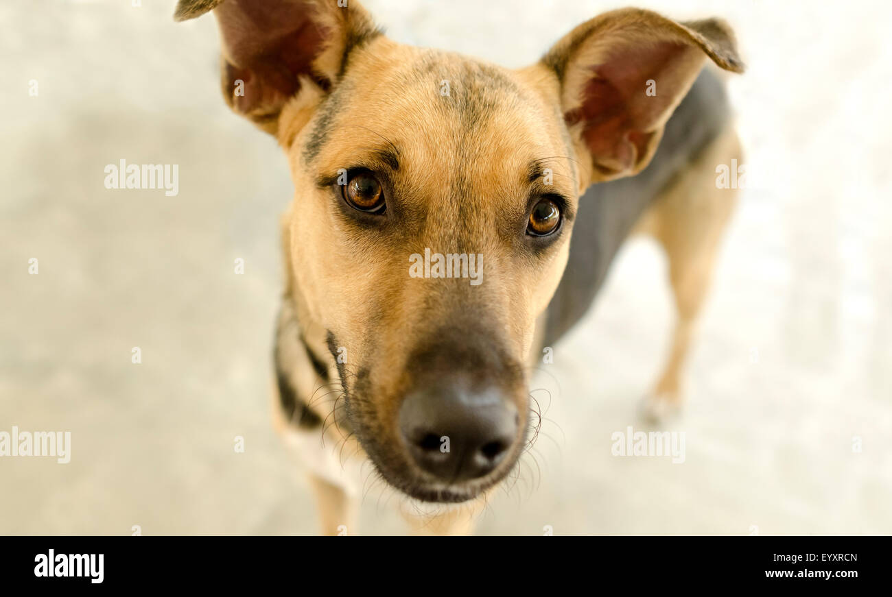 Dog Looking up est un curieux German Shepard avec grands yeux bruns se demandant ce qui est prochain. Banque D'Images