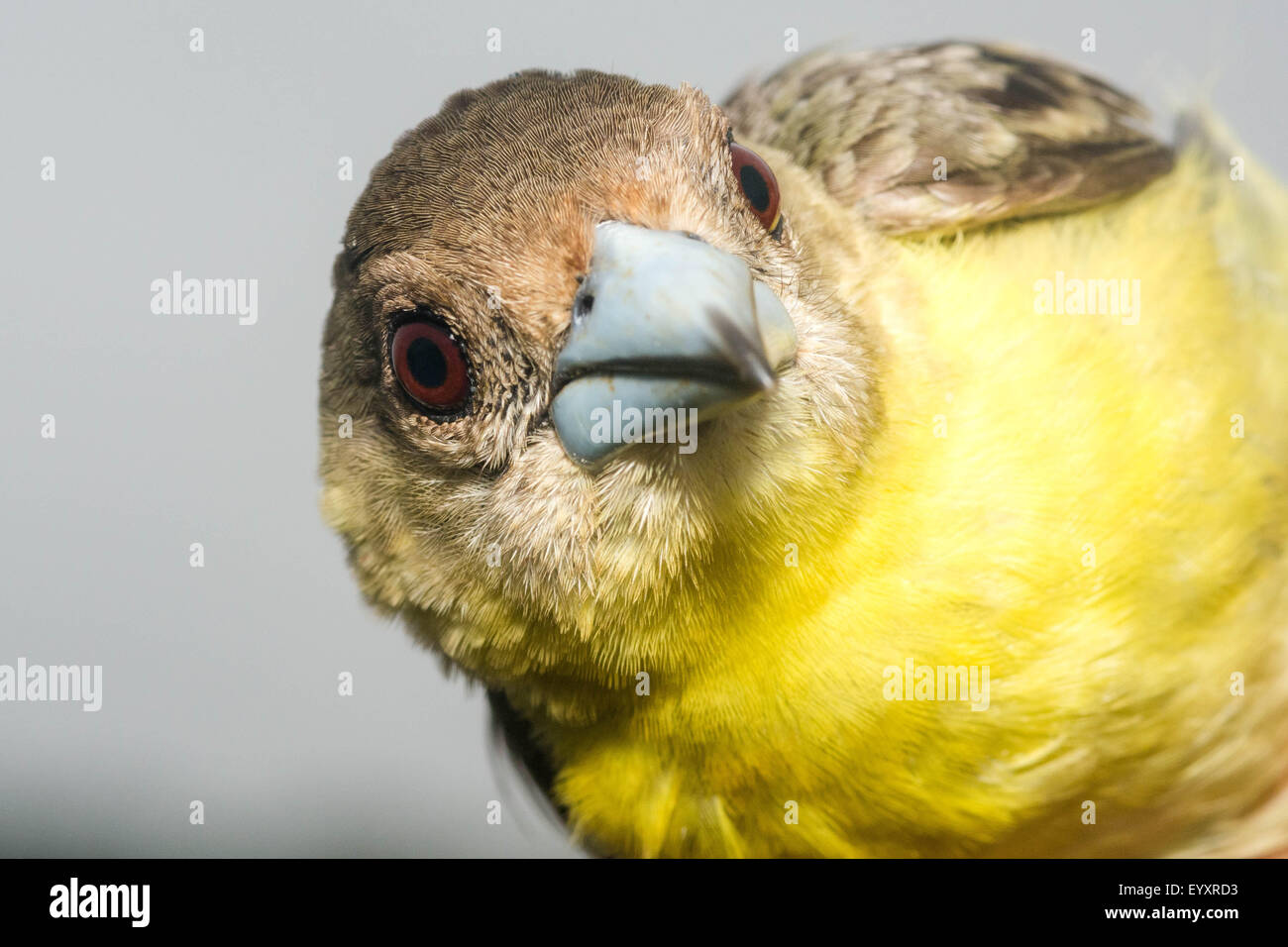 Un tangara écarlate des contreforts des Andes en Equateur. Banque D'Images