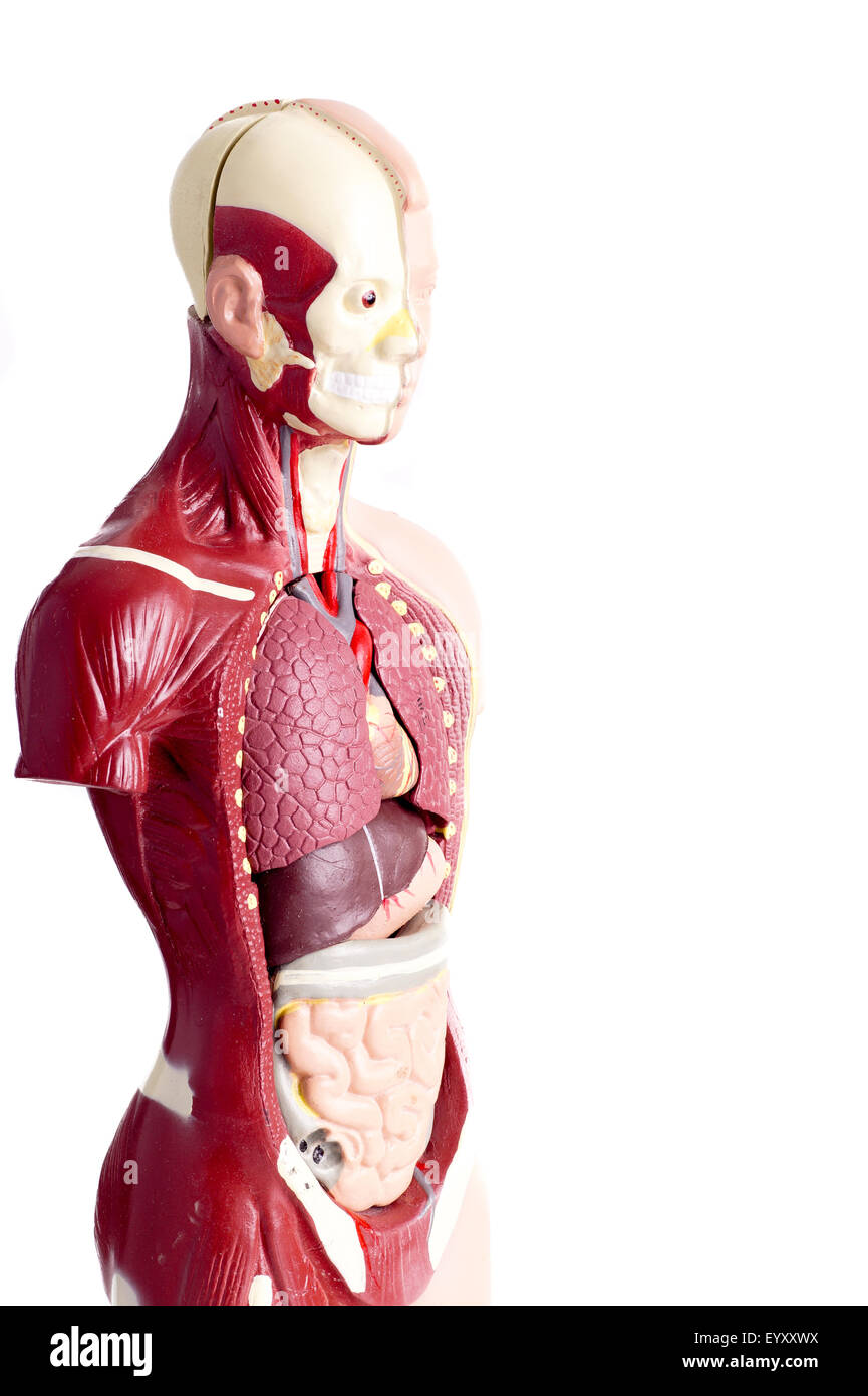 L'anatomie humaine modèle utilisé pour l'enseignement des étudiants et les patients sur les organes vitaux d'enseignants et de médecins Banque D'Images