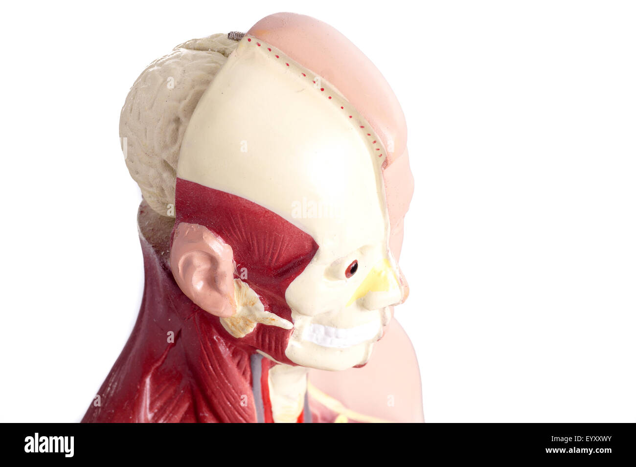 L'anatomie humaine modèle utilisé pour l'enseignement des étudiants et les patients sur les organes vitaux d'enseignants et de médecins Banque D'Images