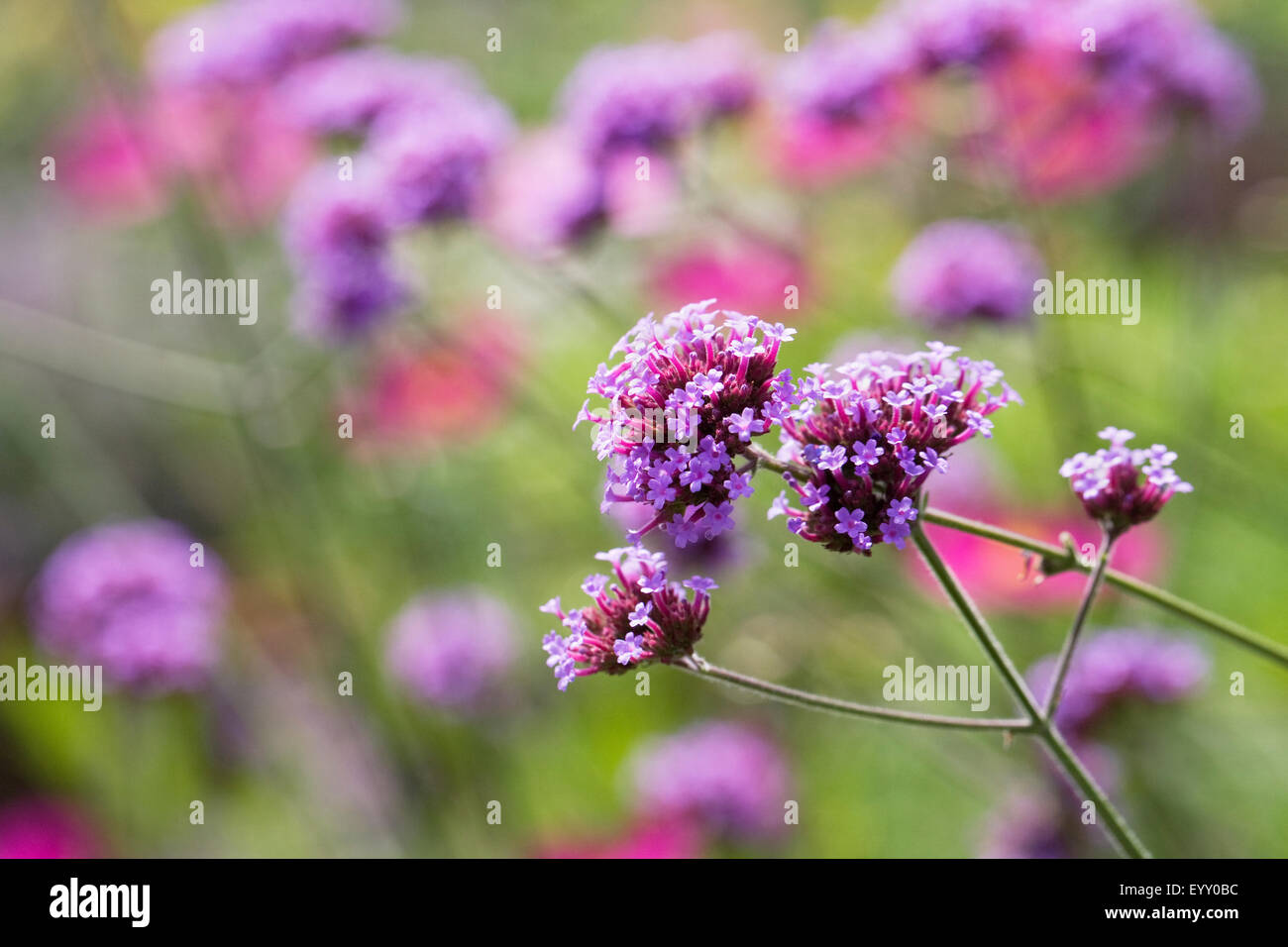 Verbena bonariensis. Verveine argentin. Banque D'Images