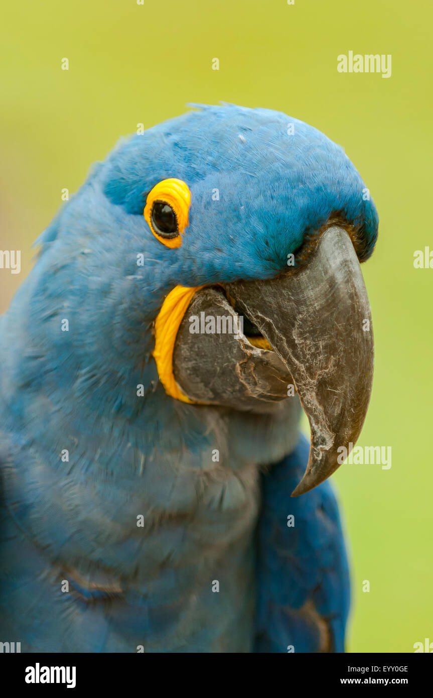 Anodorhynchus hyacinthinus, Hyacinth Macaw, Araras Lodge, Pantanal, Brésil Banque D'Images