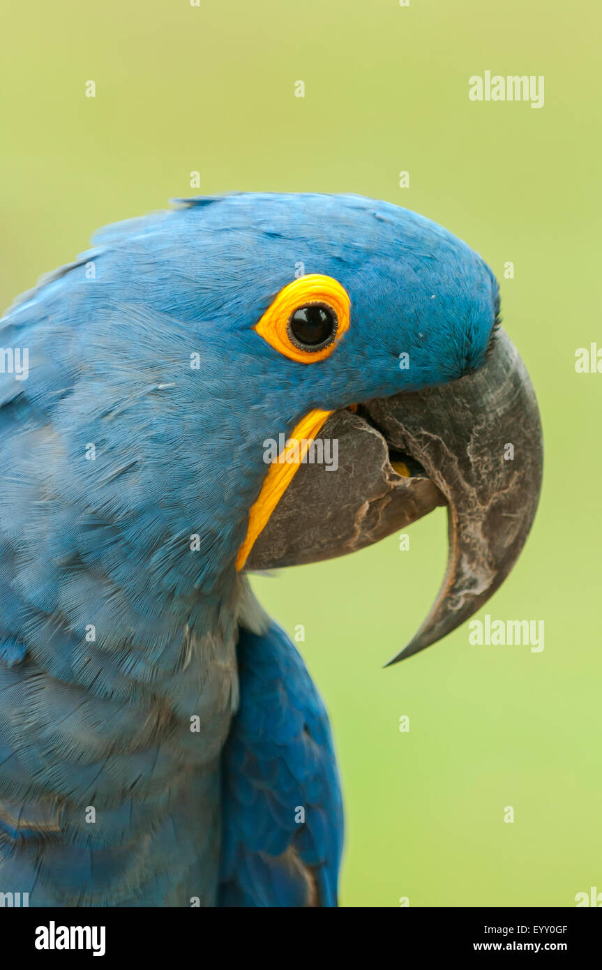 Anodorhynchus hyacinthinus, Hyacinth Macaw, Araras Lodge, Pantanal, Brésil Banque D'Images