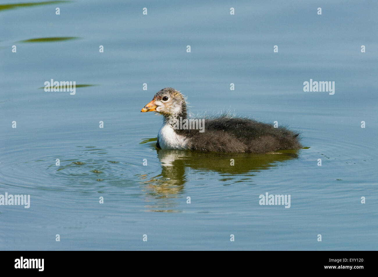 Foulque macroule (Fulica atra), jeune oiseau natation, Thuringe, Allemagne Banque D'Images