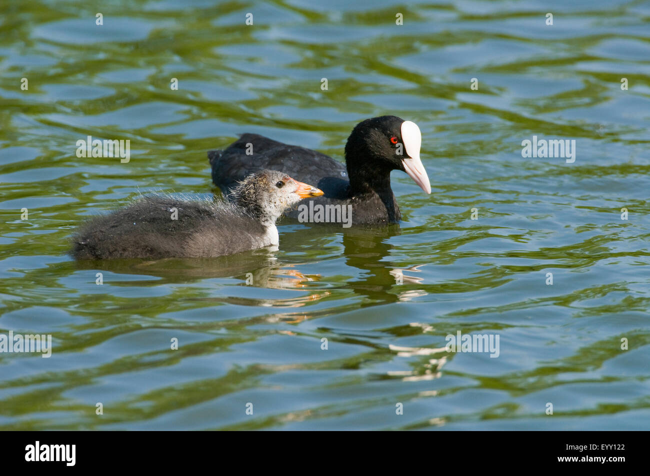 Foulque macroule (Fulica atra), jeune oiseau oiseaux adultes et de natation, Thuringe, Allemagne Banque D'Images