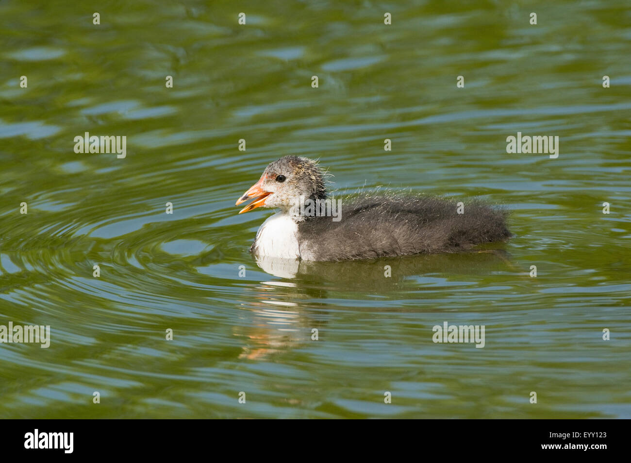 Foulque macroule (Fulica atra), jeune oiseau natation, Thuringe, Allemagne Banque D'Images