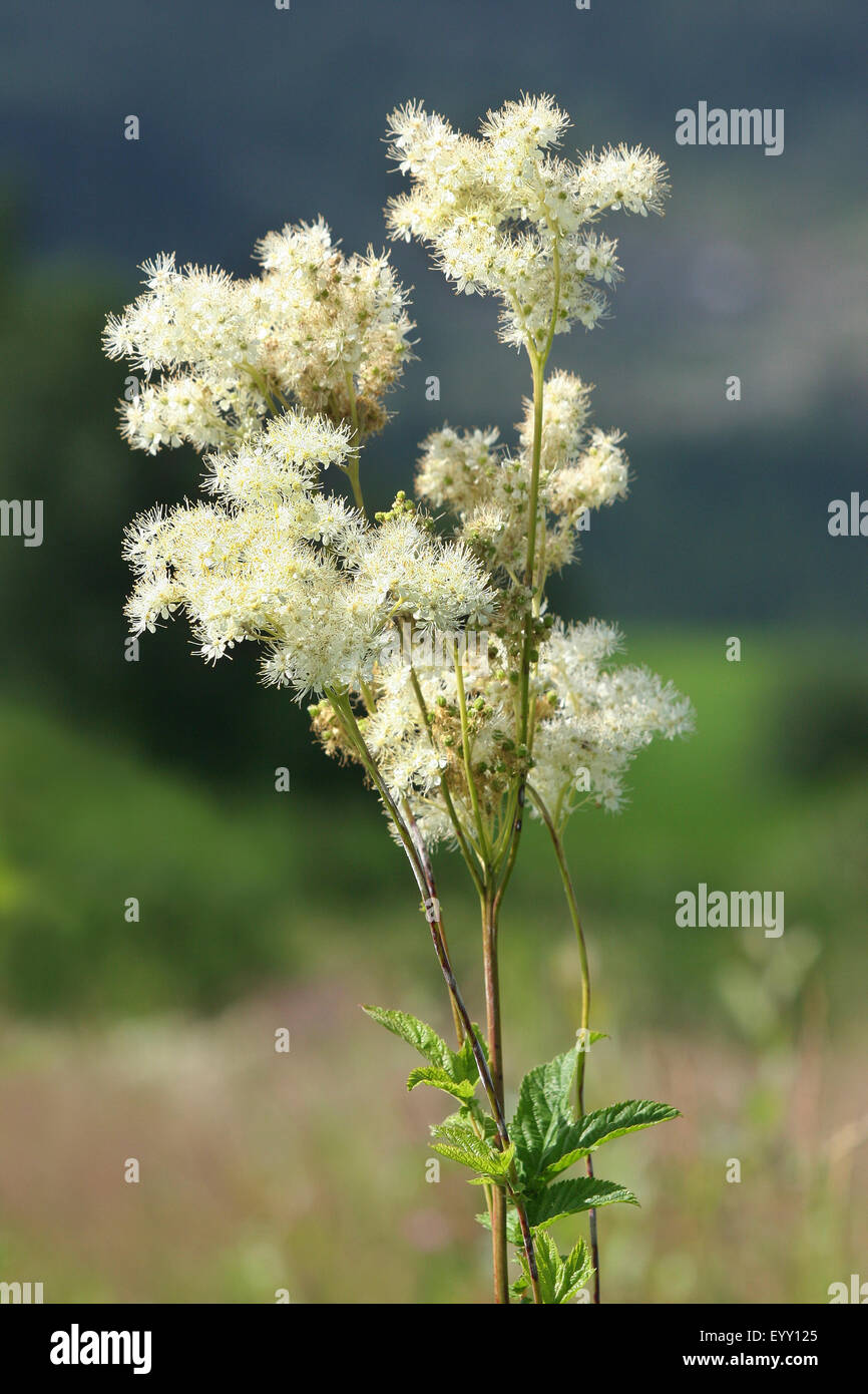 La reine-des-prés (Filipendula ulmaria), la floraison, la Thuringe, Allemagne Banque D'Images