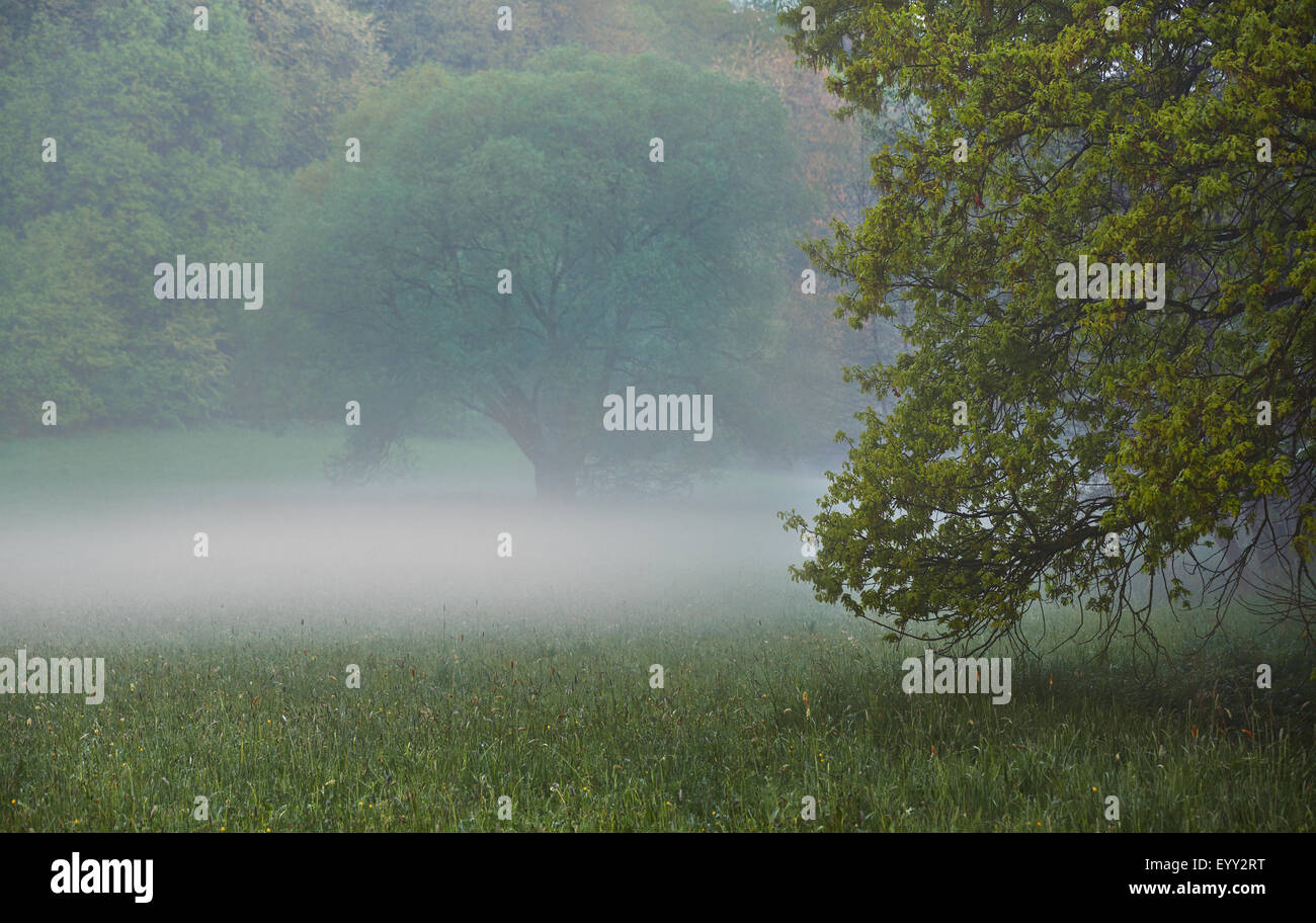 Le brouillard et les arbres en milieu rural meadow Banque D'Images